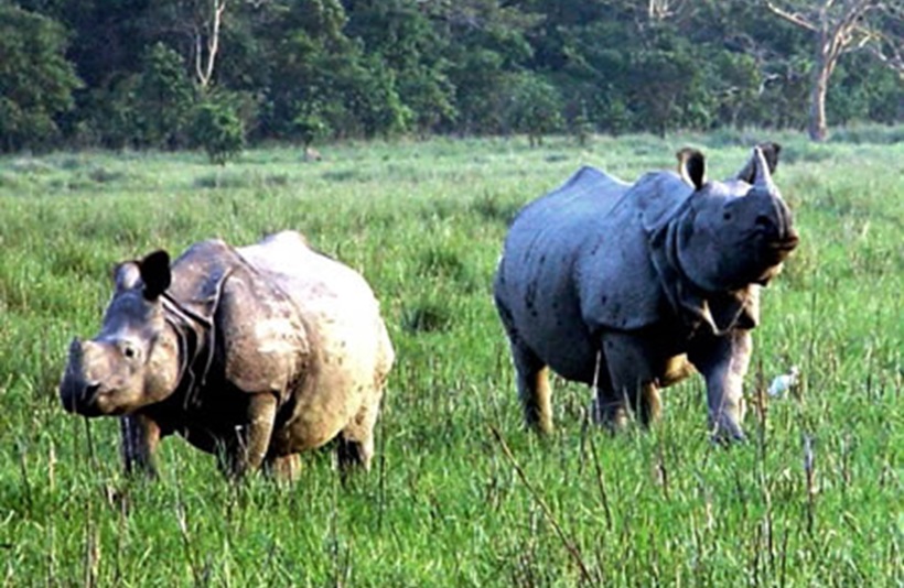 Kaziranga Wildlife Tour and Manas Wildlife Tour