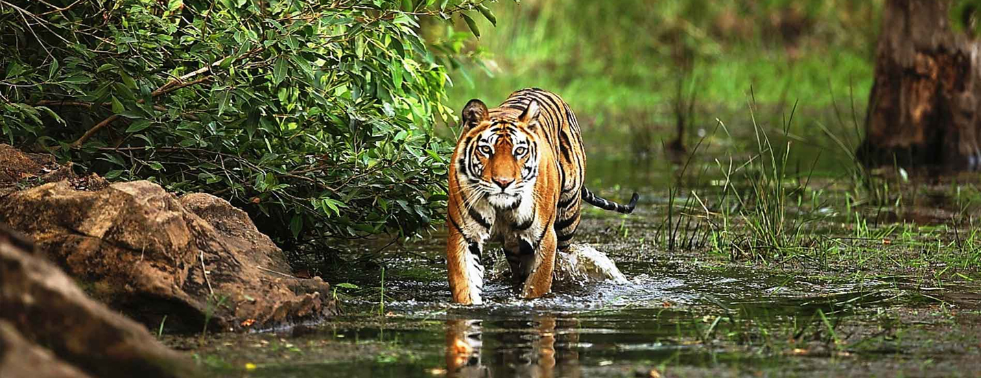 Gloden Triangle with Ranthambore