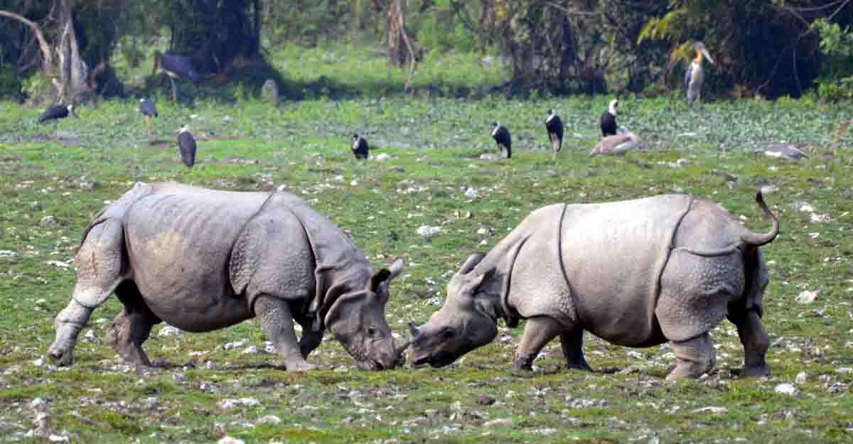 Kaziranga National Park tour from Guwahati